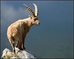 Cette grande chvre de montagne grimpe et bondit de rocher en rocher avec une agilit et une nergie incroyable !