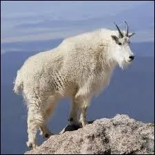 Elle vit dans l'ouest canadien et escalade les rochers avec beaucoup d' agilit. Il faut grimper  au moins 2000 mtres d'altitude pour pouvoir l'observer :