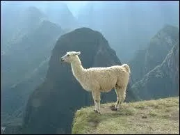 Ce ruminant de la cordillre des Andes est un cousin du chameau, il fait fuir ses ennemis en leur crachant dessus :