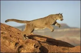 Il peut s'adapter  toutes sortes d'habitat, c'est le recordman du saut, il est capable d'effectuer des bonds de 7 mtres de hauteur et sans lan :