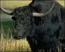 Ce ruminant du Tibet peut mesurer prs de 2 mtres de haut :