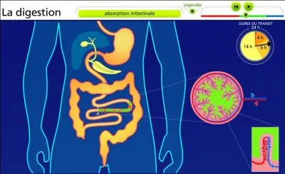 Combien d'heures dure la digestion dans l'estomac ?