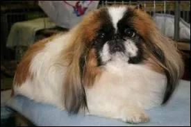 Les habitants de cette capitale ont le même nom que ce chien, étrange non ! ?