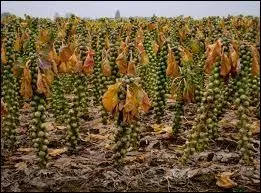 Qu'est-ce qu'on mange ?
 Non ! pas ça !