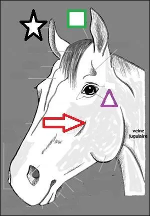 Quel mot cache le triangle violet ?