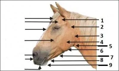 Comment se nomme la partie 9 ?