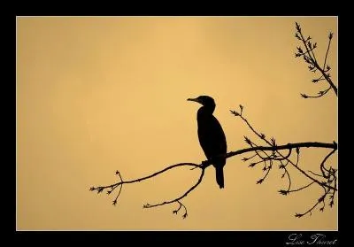 Comme tu peux le voir, cet oiseau est un cormoran !