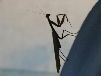 Je suis certain que tu connais cet insecte, c'est la mante religieuse !