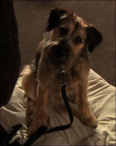 Comment s'appelle cet animal et  qui appartient-il ?