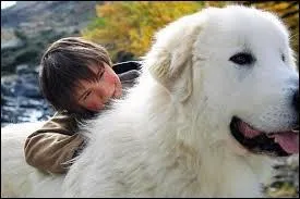 Quelle est la race de Belle cette magnifique chienne qui accompagne Sbastien ?