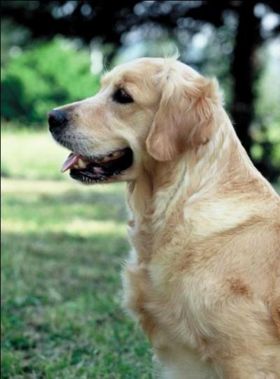 Les Golden Retriever sont des chiens de quelle taille ?
