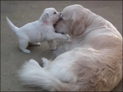 Combien maximum et minimum les Golden peuvent-ils avoir de petits ?