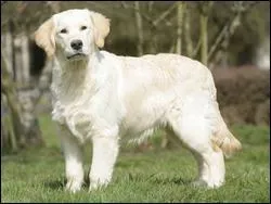  quelle race de chien, les Golden ressemblent-ils ?