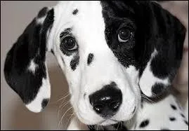 Est-ce une peluche ou un vritable animal ?