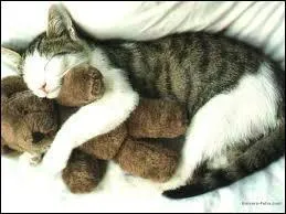 Est-ce une peluche ou un vritable animal ?