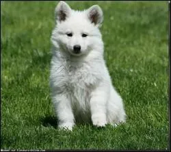 Quels sont les noms des loups Stark ?