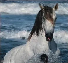 Quand un cheval crie on dit qu'il...