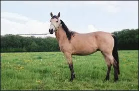 Dans quel jeu utilise-t-on des pions de quatre couleurs en forme de cheval ?