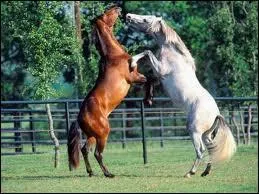 La monte en amazone, c'est mettre les jambes du même côté.