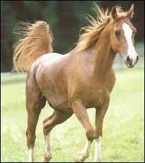 Où ont lieu les courses de chevaux ?