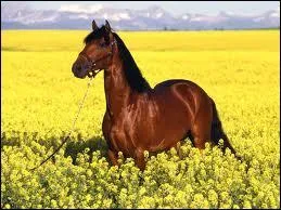 Un cheval au galop peut atteindre 60 km/heure.