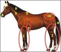 Comment s'appelle cette partie du poney montre sur la photo n 5 ?