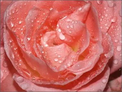 Que signifie  Tal  ?