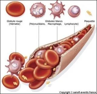 Comment appelle-t-on les cellules qui protgent l'organisme des infections ?