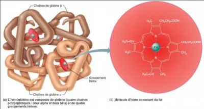 Comment se nomment les cellules qui transportent l'oxygne ?