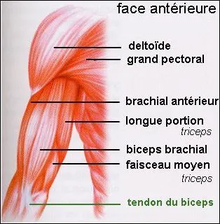 Comment s'appelle l'os du bras ?