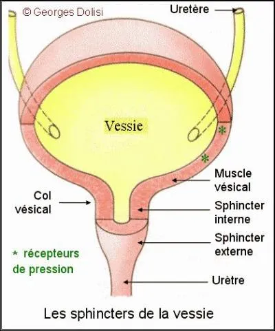 Quel organe est responsable de la fabrication de l'urine ?