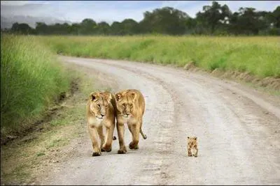 Imaginez que le lionceau parle, que pourrait-il demander  sa maman ?