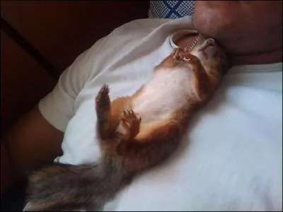 Grce  l'animal, retrouvez le verbe !