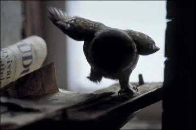 Dterminez la silhouette !