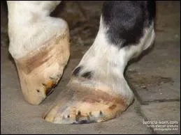 En partant de la pince, sur le sabot du cheval, quelle est la bonne suite ?