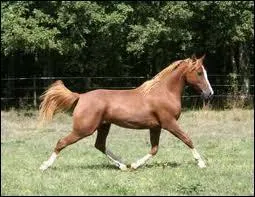 Pourquoi changer de bipde diagonal au trot ?