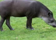 Quiz Le tapir