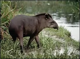  quoi ressemble le tapir ?