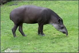 O vit le tapir ?
