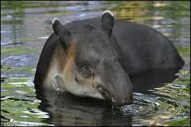  quoi lui sert sa trompe ?