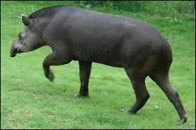 Le tapir est un animal...