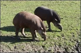 Le tapir est un animal qui vit en solitaire ou en petite troupe ?