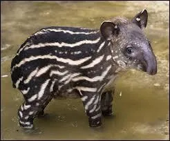  la naissance, les bbs tapirs sont...