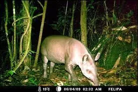 Que fait le tapir lorsqu'il est pourchass par un prdateur (puma, tigre, panthre) ?