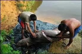 Le tapir du Brsil est apprci par les hommes pour sa...