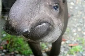 Certaines populations d'Amrique du Sud l'utilisent aussi comme mdicament. Elles pensent par exemple que le cur du tapir peut gurir...