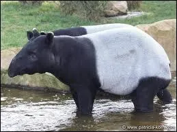 Il existe une espce de tapir qui vit en Malaisie.