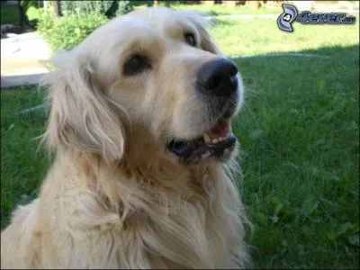 Quelle est la race de ce chien ?