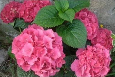 Quel est le nom de ces fleurs ?