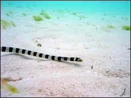Ce serpent de mer vivant dans les ocans tropicaux et subtropicaux chasse des poissons.